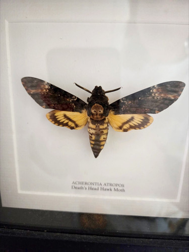 Death head hawk - ,