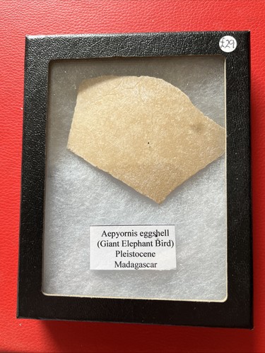 Aepyornis dinosaur egg shell - aepyornis,