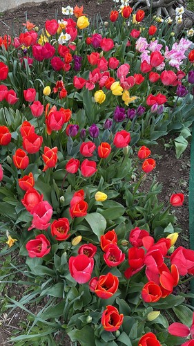Tulip small bulbs mixed 50 - ,