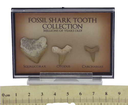 Junior fossil shark teeth - junior,