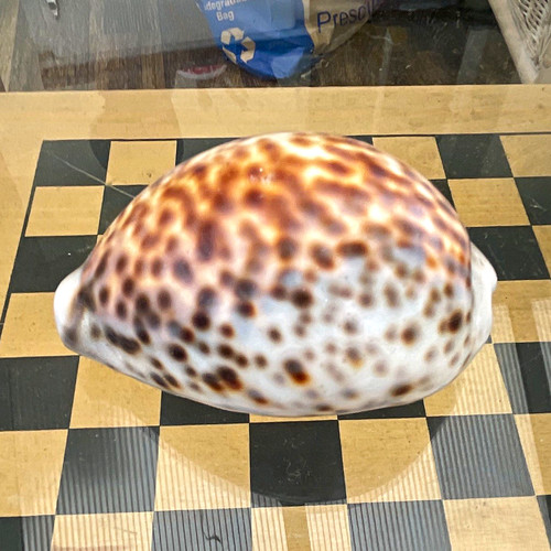 Polished natural cowrie shell - natural,