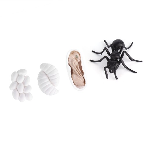 Ant life cycle insect - ant,