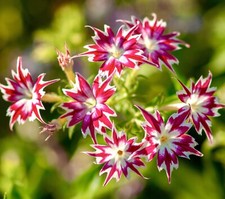 500x Phlox Twinkle Star Dwarf