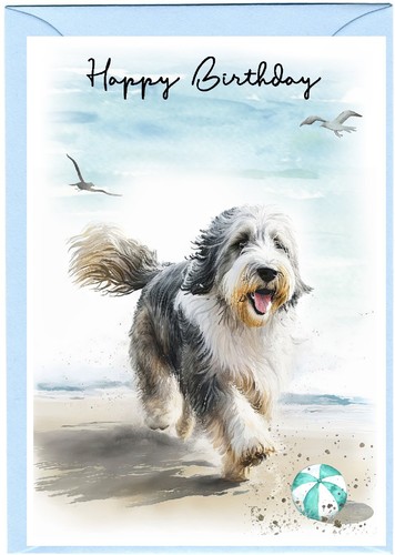Bearded collie dog beardie - collie,