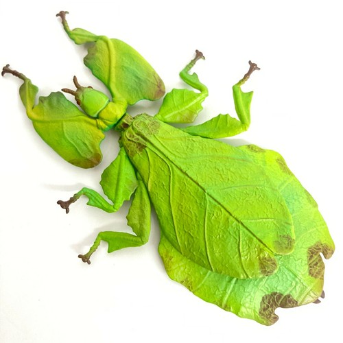 Mimicry insect scale - insect, 1/1