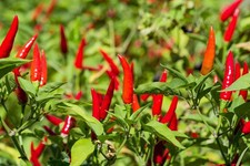3x Hot Chilli Pepper Bird Eye