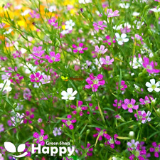 BABY'S BREATH MIX - 2000 SEEDS - Gypsophila elegans - CUT FLOWER