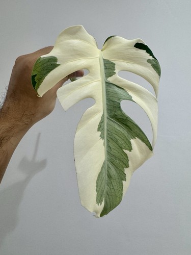 Variegated monstera albo - monstera,