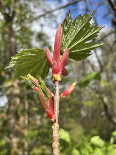 Sycamore tree aser - tree,