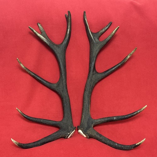 Pair red deer - of,