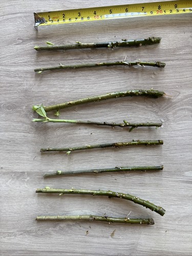 Hybrid willow tree cuttings - hybrid,