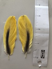 Parrot Feathers