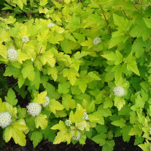 Physocarpus opulifolius luteus - physocarpus,