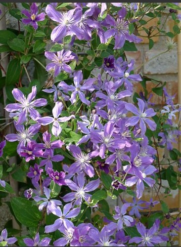 Clematis arabella 9cm pot - clematis,