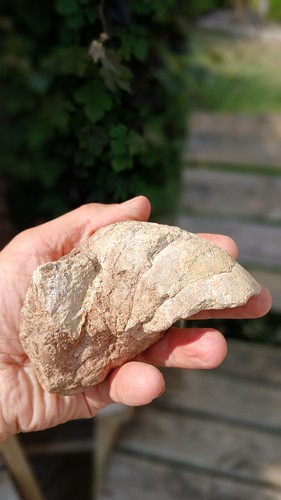 Rare nautilus nautiloid fossil - rare,