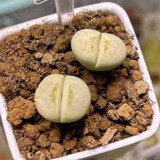 Exact Plant，2pcs C349A