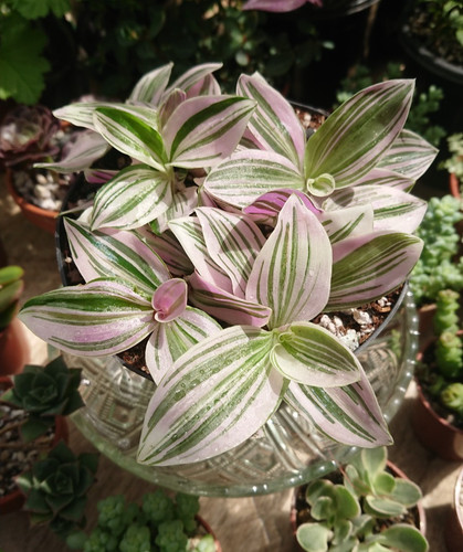Tradescantia unicorn rare - tradescantia, |