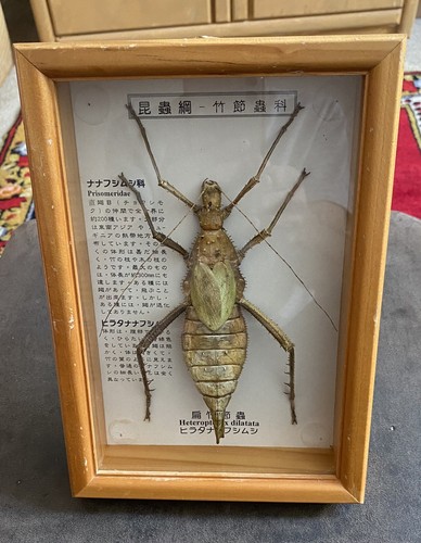 Heteropteryx dilatata a - in,