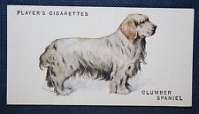 CLUMBER SPANIEL  Vintage 1931