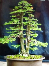Giant sequoia redwood - sequoia,, top
