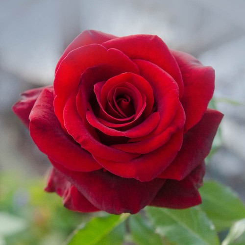 Rose adam - 'adam's, '