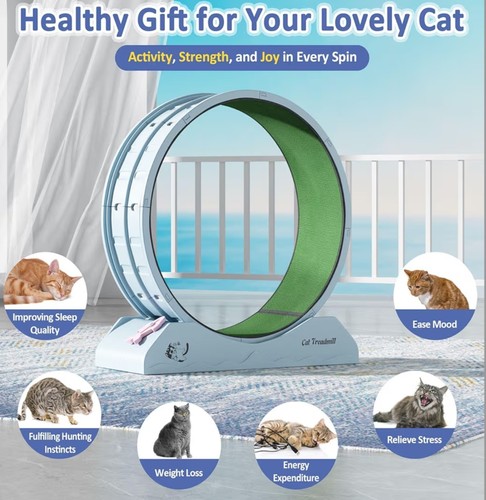 Cat exercise wheels treadmill - cat, wheels/
