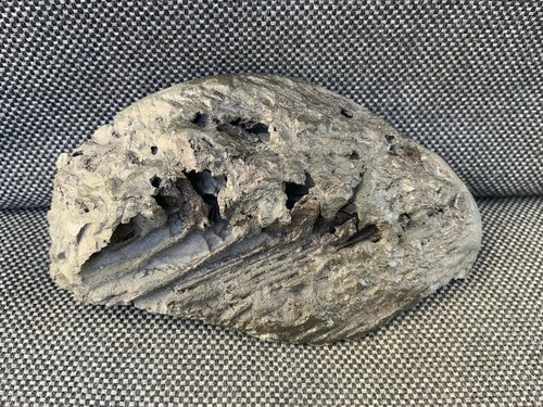 Rare jurassic fossil - fossil, fish