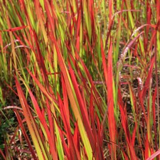 Imperata Red Baron, 3 x Blood Grass, Red Foliage, 9cm Potted Ornamental Grasses