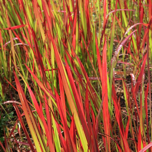 Imperata red baron x blood - baron,,