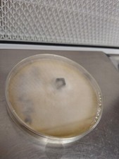 PEARL OYSTER - NATIVE - Gourmet Mushroom culture - colonised agar plate 