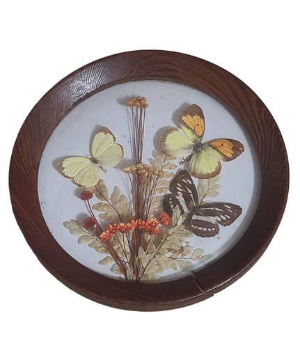 Vintage butterfly taxidermy - butterfly,