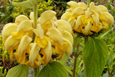 bright yellow phlomis 50 seeds