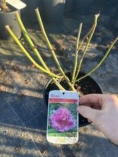 POTTED ROSE 'ZEPHERINE