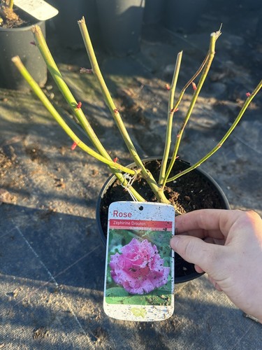 Potted rose zepherine - potted,