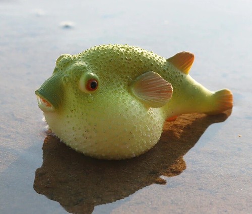 12cm puffer fish - fish, sea