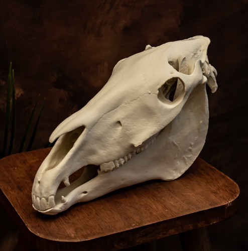 Horse skull replica life size - horse,