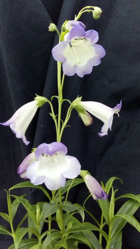 Penstemon alice hindley - penstemon,