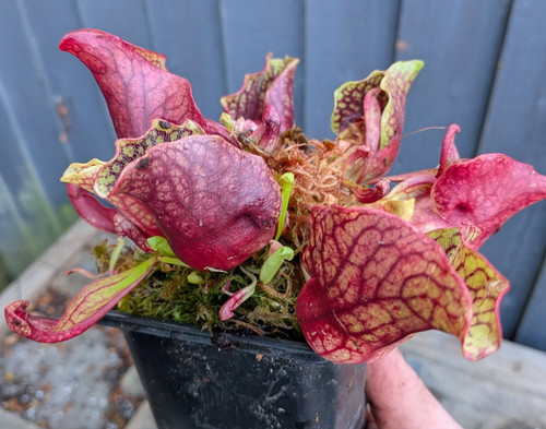Sarracenia purpurea montana