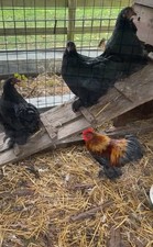 6 Mix of Bantam Eggs