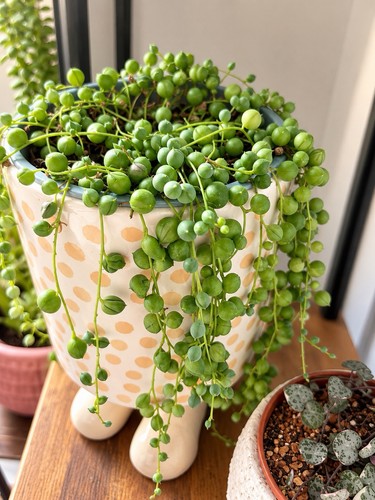 String pearls senecio - string, of