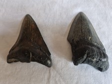 2 Juvenile Megalodon Shark Tooth Fossils. 100% Genuine. 3 Inches. Serrated