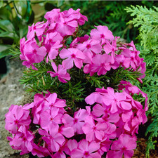 2 x Phlox subulata 'McDaniel's