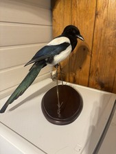 Taxidermy Magpie 