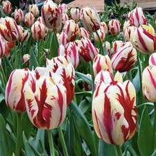 Tulip 'Grand Perfection' - PACK of 5 bulbs