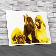 Adorable French Bulldog Pug Puppies 8 Weeks Old Yellow Canvas Print Large