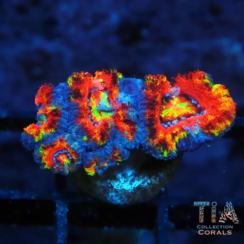 New tia afterburner rainbow - afterburner,
