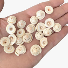 Seashells, Drilled, for Craft