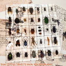 1pcs Real Insects Specimens Resin Bugs Cricket Beetles Beetle Specimens Colorful