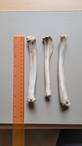 Genuine animal leg bones - animal,
