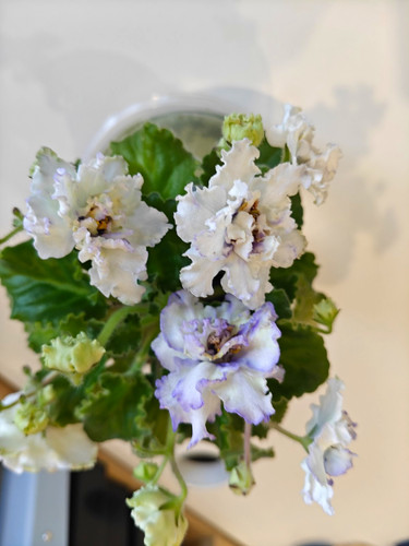 African violet - violet, (saintpaulia)